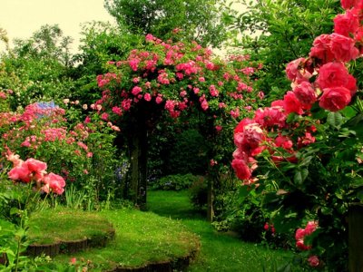 flower garden roses.jpg