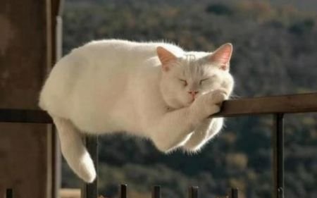 cat3.jpg
