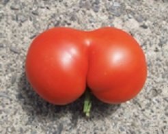 tomato.jpg