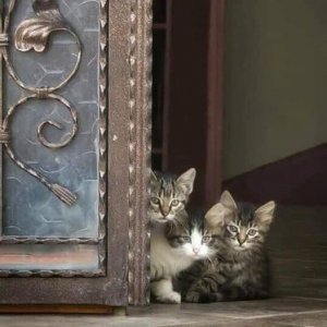 kitten cattitude.jpg
