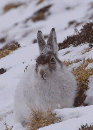 tumblr_983b960b9f870fe3e9fedbe22421e948_370763c7_500.gif