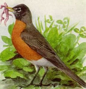 robin5.jpg