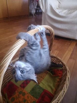 acrobatic kitten.jpg
