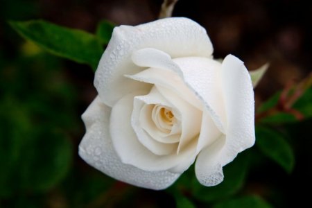 rose in white.jpg