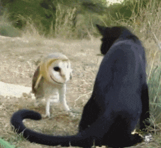 Cat Owl.gif