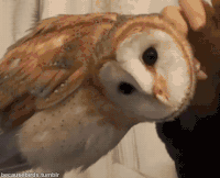 Owl.gif