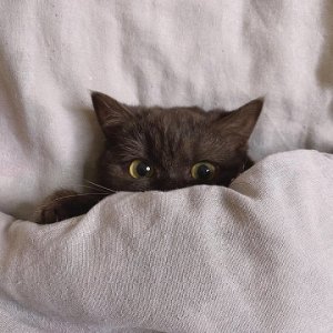 cat peekaboo.jpg