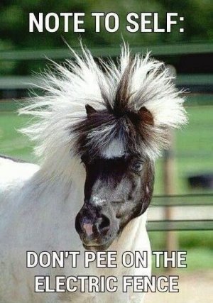 shetland-pony-note-to-self-dont-pee-on-the-electric-fence.jpg