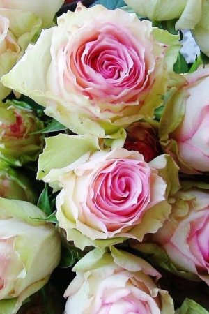tumblr_0a55427a428249c0dd01ef682fa221c8_5235012d_640.jpg