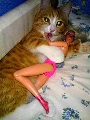 cat-barbie-bed.jpg