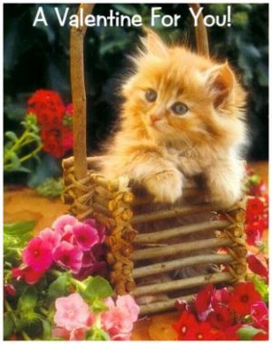 yellow kitty valentine.jpg