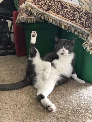 cattitude leg lift.jpg