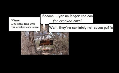 coo cuu.jpg