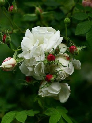 white rose 4.jpg white rose 4.jpg