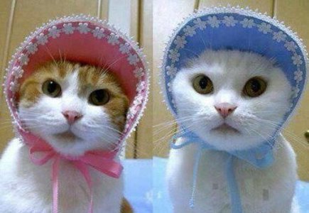 Twins @.jpg