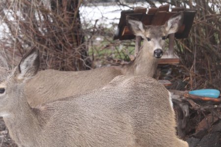 town deer.jpg