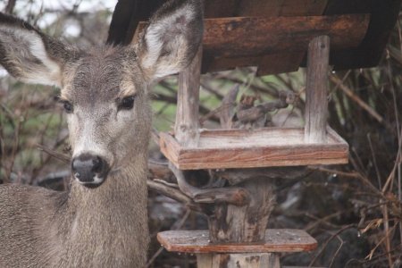 town deer.jpg2.jpg