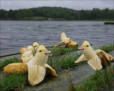 banana-ducks.jpg