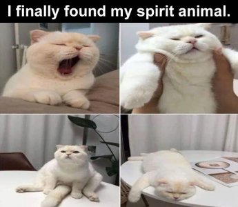 spiritanimal.jpg