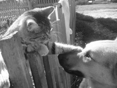 cattitude with dog.jpg