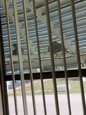 IMG_2318.jpeg