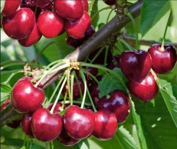 cherries.jpg cherries.jpg