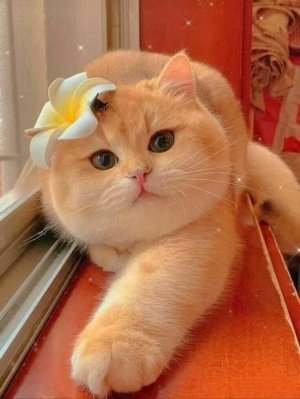 cattitude blondie.jpg