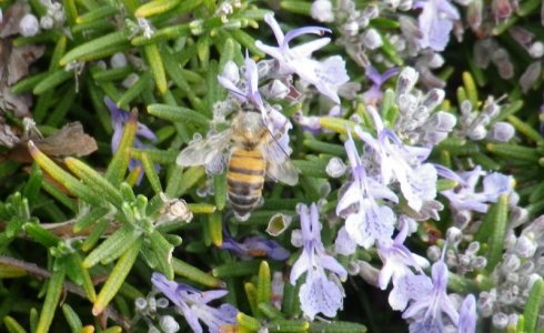 a bee.jpg