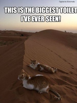 cattitude dune.jpg