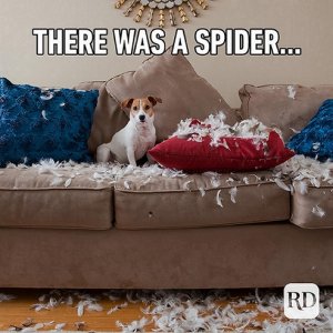 therewasaspider.jpg