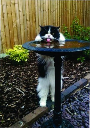 Birdbath cat.jpg