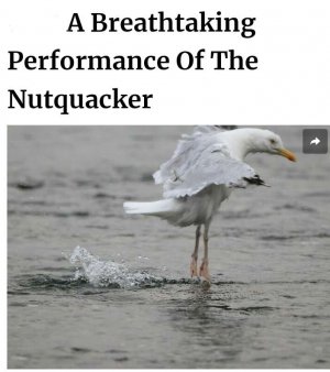received_1323271551681241.jpeg