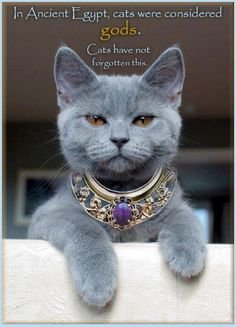 cats worshipped.jpg