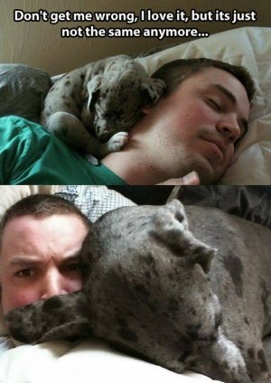 animal.jpg