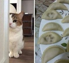 cattitude.jpg