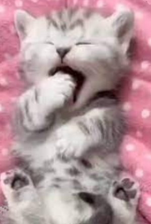 yawningkitty.jpg