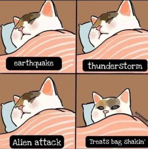 cat treats.jpeg