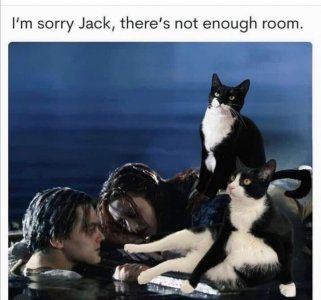 cat titanic.jpeg