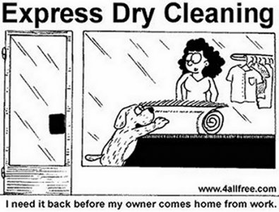 drycleaningdog.jpg