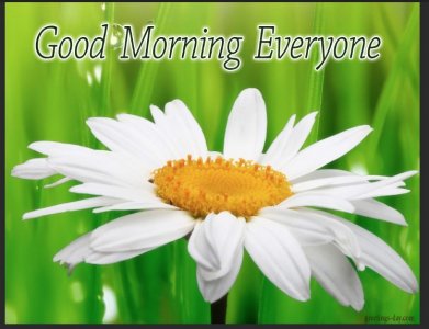 Good Morning Daisy.jpg