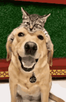 dog-doge.gif