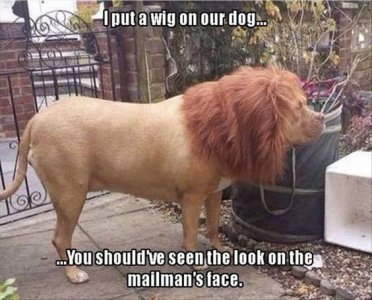 wigondog.jpg