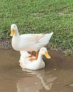 animal.jpg
