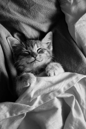 kitten cattitude 2.jpg
