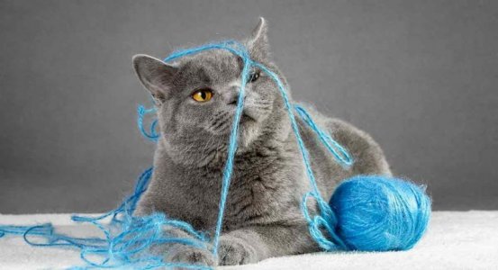 cattitude yarn.jpg