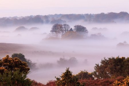 newforest3.jpg