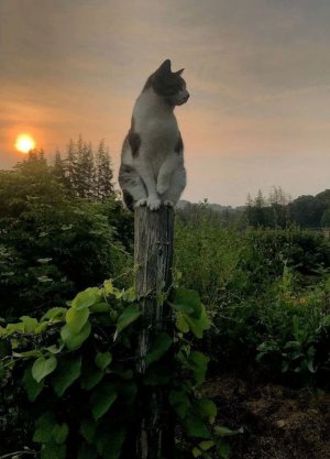 peace cat 6 p.jpg