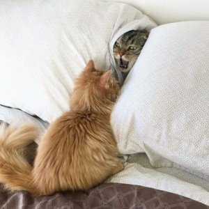 cat.jpg