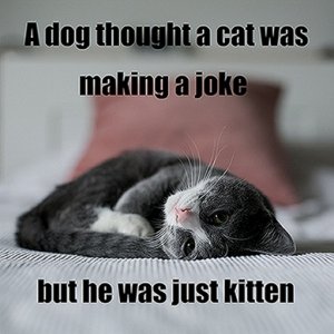 justkitten.jpg