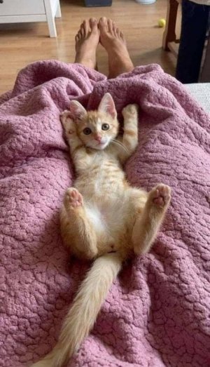 kitten feet.jpg